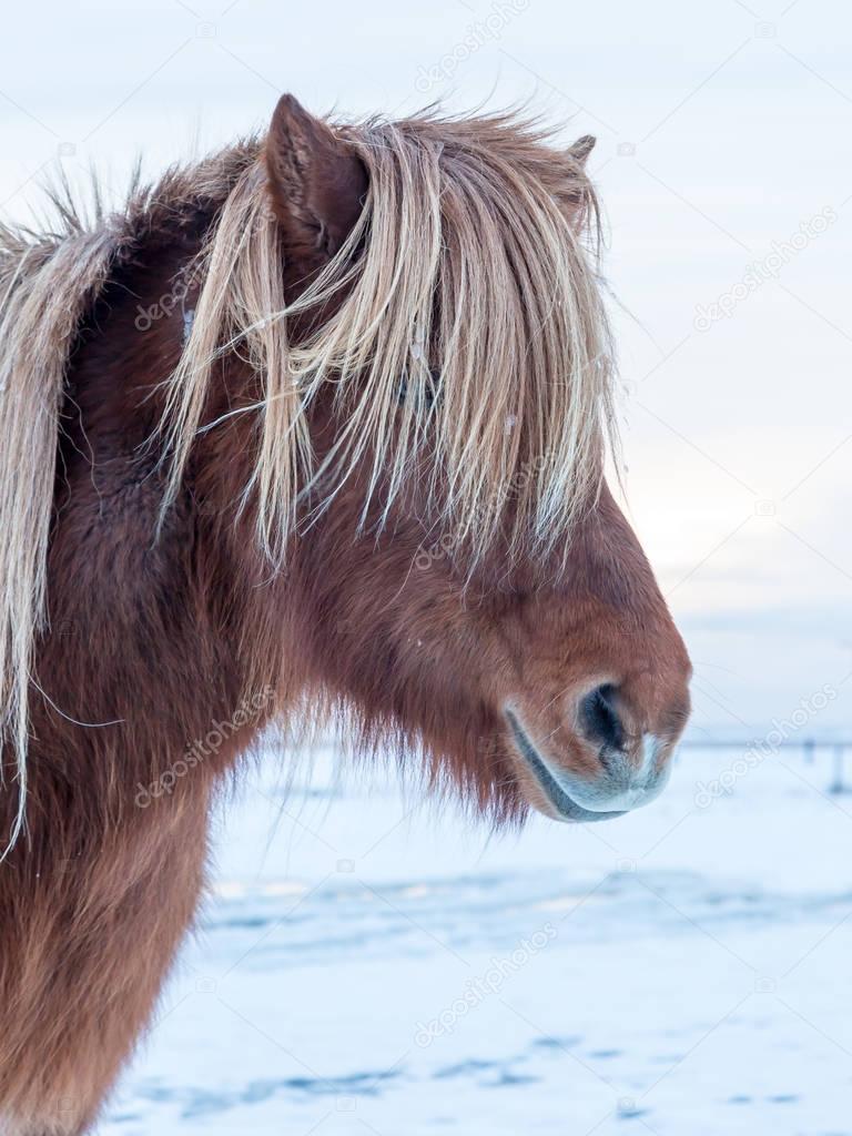 Icelandic horse on nature