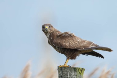 Şahin (buteo buteo) kutup