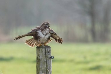 Şahin (buteo buteo) kutup