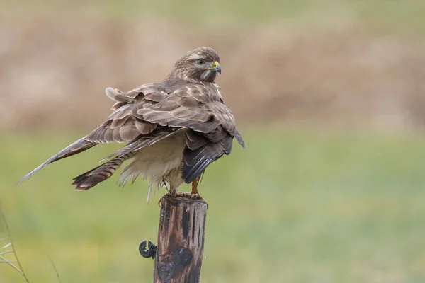 Poiana (buteo buteo) su un palo — Foto Stock