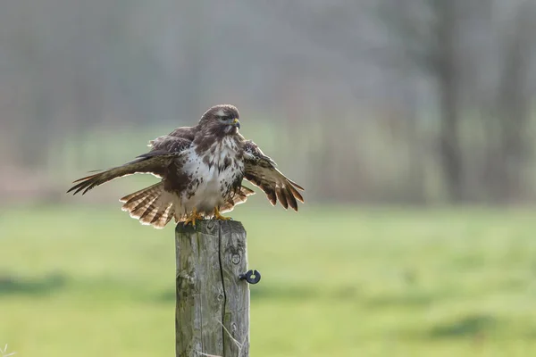 독수리 (buteo buteo) 기둥에 — 스톡 사진