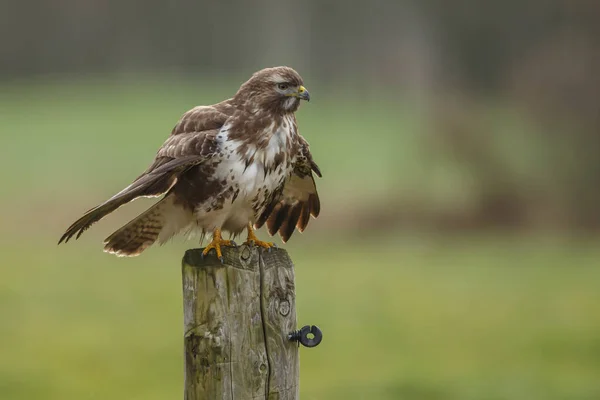 Şahin (buteo buteo) kutup — Stok fotoğraf