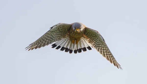 Comum europeu Kestrel — Fotografia de Stock