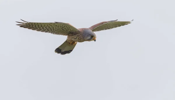 Comum europeu Kestrel — Fotografia de Stock