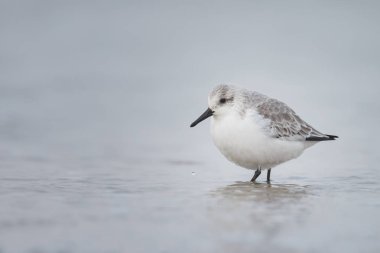 Avrupa Sanderling (Calidris alba)