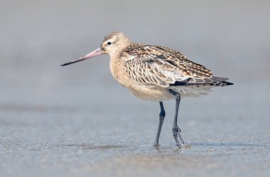Bar kuyruklu çulluğu (Limosa lapponica) 