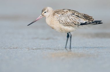 Bar kuyruklu çulluğu (Limosa lapponica) 