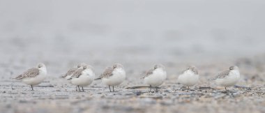 Grup Avrupa Sanderling (Calidris alba)