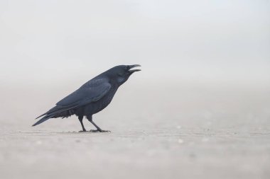 Kara karga, Corvus corone