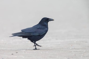 Kara karga, Corvus corone