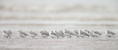 Grup Avrupa Sanderling (Calidris alba)