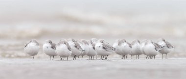 Grup Avrupa Sanderling (Calidris alba)
