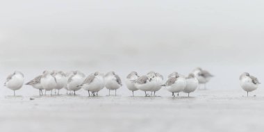 Grup Avrupa Sanderling (Calidris alba)