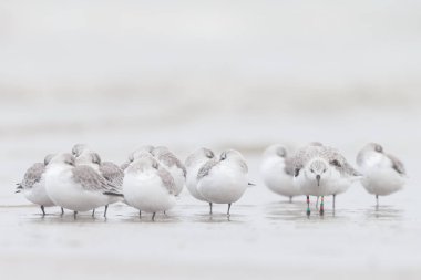 Grup Avrupa Sanderling (Calidris alba)