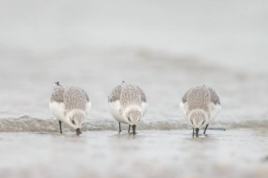 Grup Avrupa Sanderling (Calidris alba)