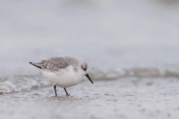 Uma Sanderling europeia (Calidris alba ) — Fotografia de Stock