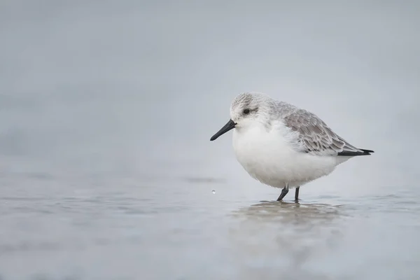 Европейский Сандерлинг (Calidris alba ) — стоковое фото