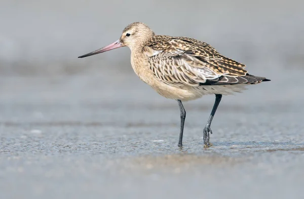 Die Uferschnepfe (limosa lapponica)) — Stockfoto