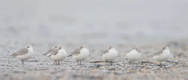 Grupo Sanderling europeo (Calidris alba ) —  Fotos de Stock