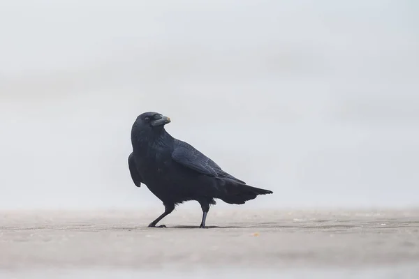 Schwarze Krähe, corvus corone — Stockfoto