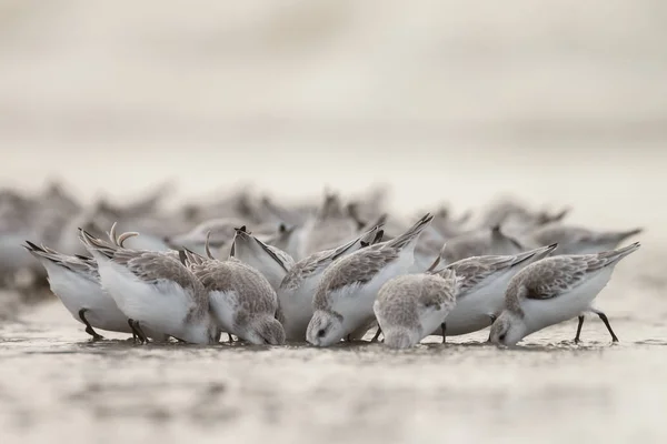 グループ欧州ザンデル リンク (Calidris アルバ) — ストック写真