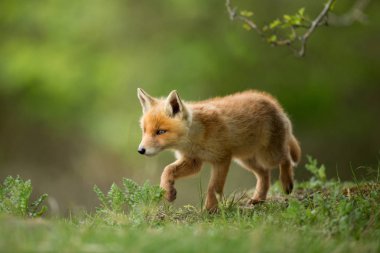 Kırmızı tilki yavrusu doğa