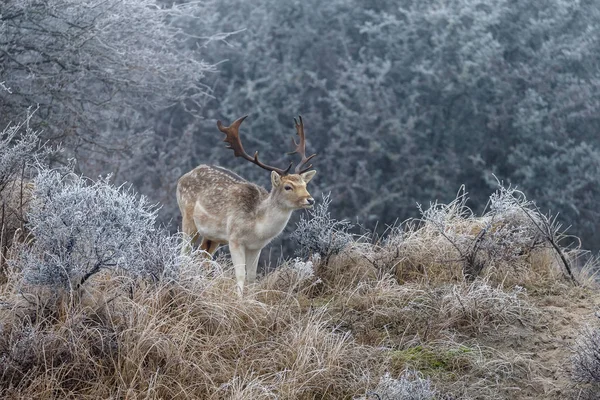 Hoarfrost and fallow deer — Stock Photo, Image