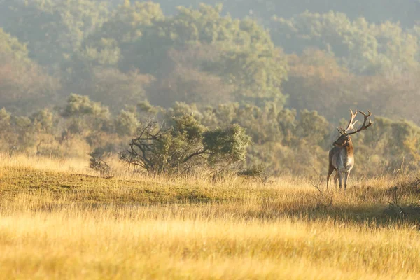 Падіння оленів у ранковому світлі — стокове фото