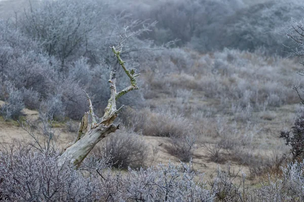 Paisaje de Hoarfrost en las dunas holandesas — Foto de Stock