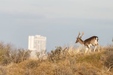 Alageyik yürüyüş