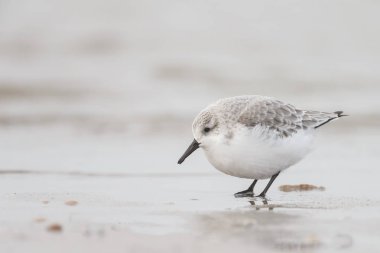  Avrupa Sanderling (Calidris alba) kuş