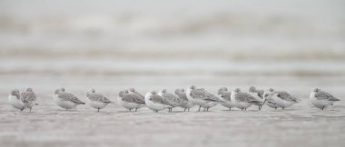  Avrupa Sanderling (Calidris alba) kuşlar