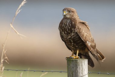 Şahin kutup güneş ışığı altında
