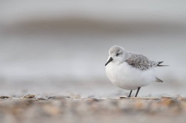  Avrupa Sanderling (Calidris alba) kuş