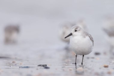 Avrupa Sanderling (Calidris alba) kuş
