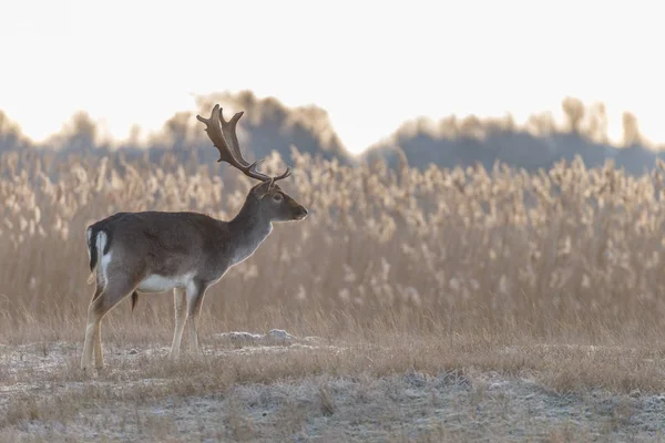 Fallow deer walking — Stock Photo, Image