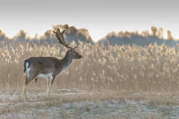 Fallow deer walking — Stock Photo, Image