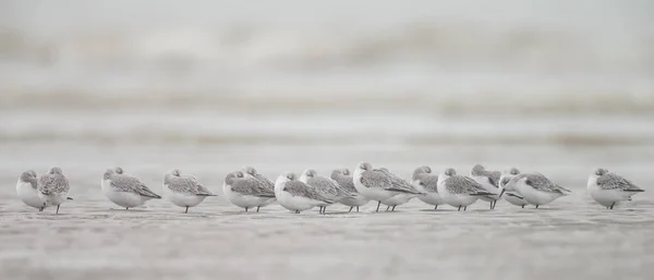 Oiseaux de Bécasseau européen (Calidris alba) — Photo