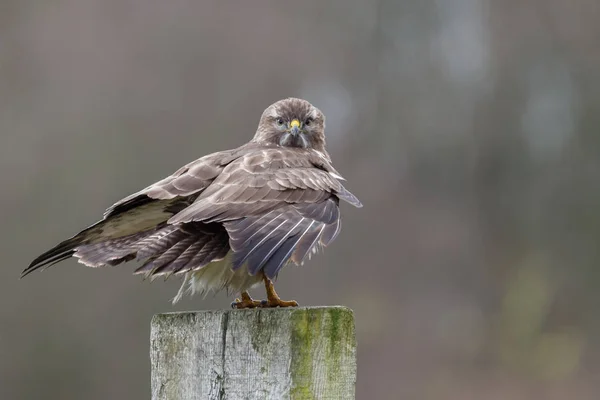 Buizerd op een paal in zonlicht — Stockfoto