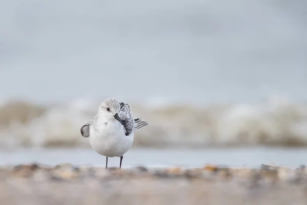 Européfågeln Sandlöpare (Calidris alba) — Stockfoto