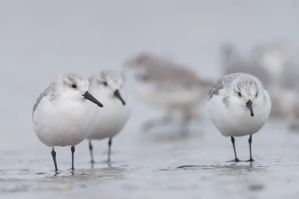 Europäischer Sanderling (calidris alba) — Stockfoto