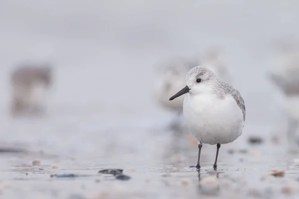 Européfågeln Sandlöpare (Calidris alba) — Stockfoto