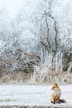 Red fox kar üzerinden yürüyor