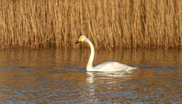 Αγριόκυκνοι Swan πουλί — Φωτογραφία Αρχείου