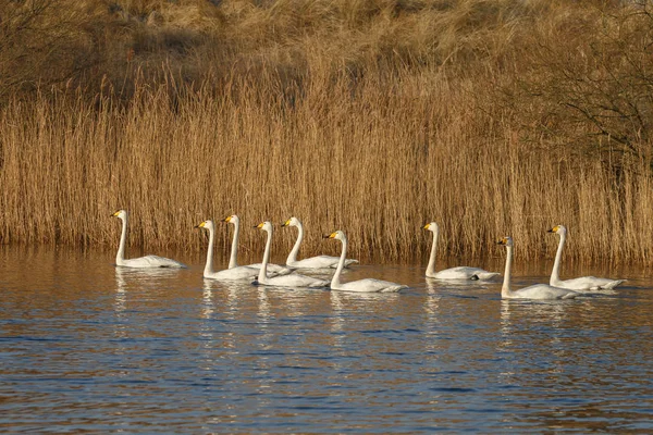 Whooper Swans birds — Stock Photo, Image