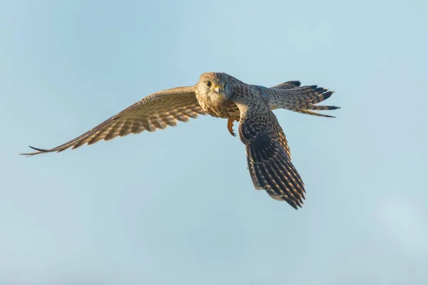 Comum europeu Kestrel — Fotografia de Stock