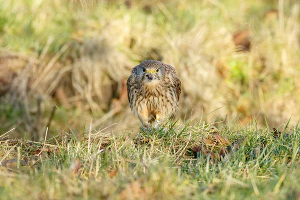 Comum europeu Kestrel — Fotografia de Stock