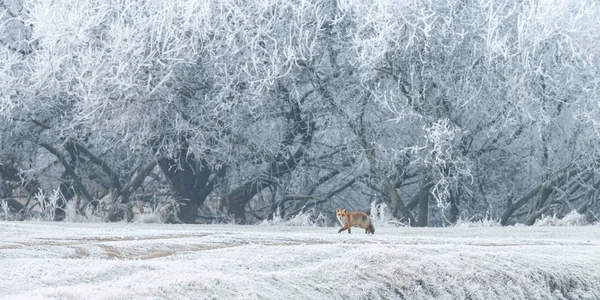 Red fox wandelingen door de sneeuw — Stockfoto