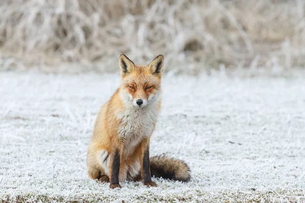 Raposa vermelha caminha através da neve — Fotografia de Stock