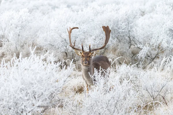 Fallow deer walking — Stock Photo, Image